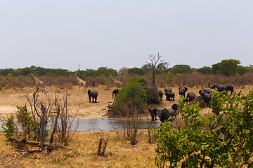 Image showing herd of African elephants drinking at a muddy waterhole