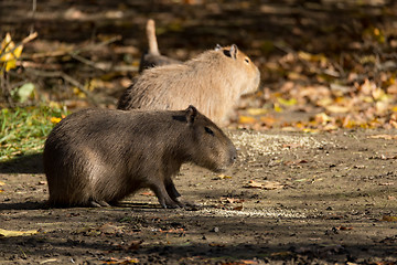 Image showing Close up photo of Capybara