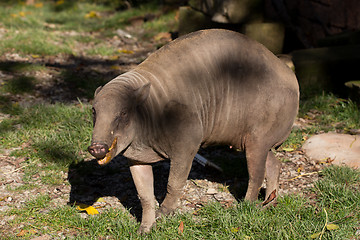 Image showing North Sulawesi babirusa