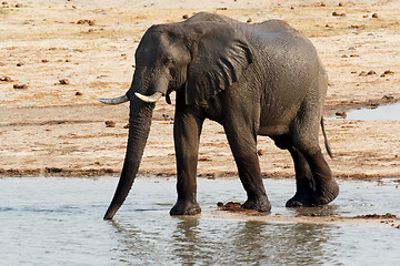 Image showing African elephants drinking at a muddy waterhole