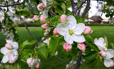 Image showing Beautiful flowers of spring tree