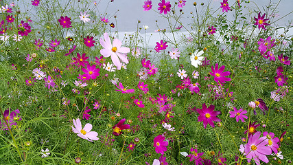 Image showing Beautiful Cosmos flowers 