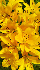 Image showing Beautiful yellow lily