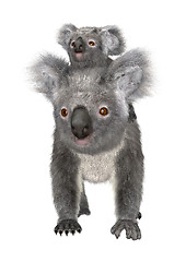 Image showing Koalas
