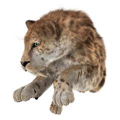 Image showing Big Cat Sabertooth