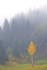 Image showing Colorful autumn landscape 