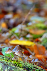 Image showing Forest mushroom