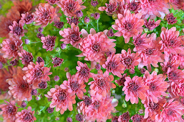 Image showing pink autumnal chrysanthemum 