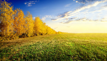 Image showing Birches on field