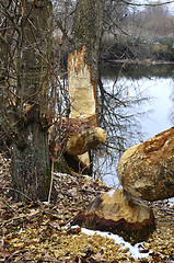 Image showing Trees chewed by beavers