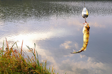 Image showing Collage with water background and perch caught on spinning