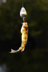 Image showing Caught Perch with spinning lure hanging over the water