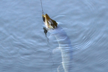 Image showing Spinning pike caught on a spoon in his mouth