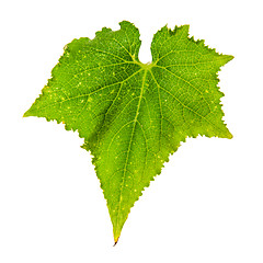 Image showing Single cucumber fresh green leaf