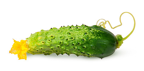 Image showing Juicy green cucumber with stem flipped