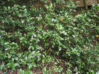 Image showing Holly plant