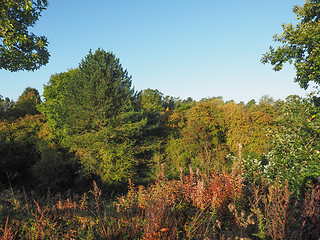 Image showing Tree top