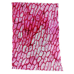 Image showing Onion epidermus micrograph