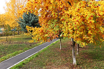 Image showing Sorbus tree in autumn season in park