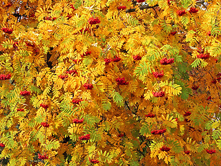 Image showing Red sorbus bunches among autumn leaves