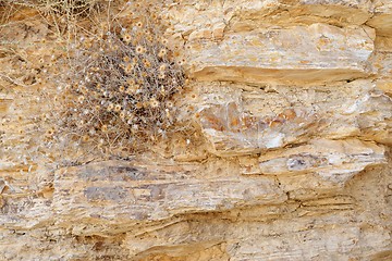 Image showing Texture of ancient stone wall with dry flowers