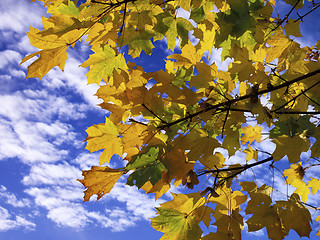 Image showing Autumn Sycamores