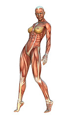 Image showing Muscle Maps