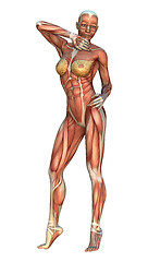 Image showing Muscle Maps