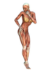 Image showing Muscle Maps