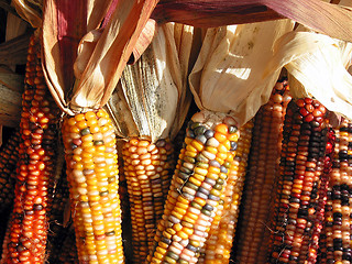 Image showing Indian corn