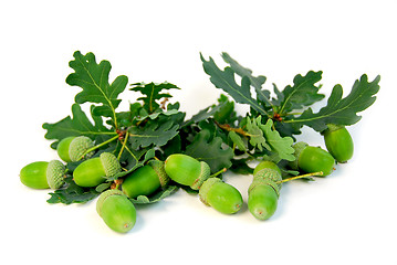 Image showing Acorns oak branches