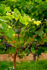 Image showing Grape vine