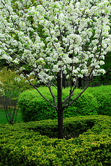 Image showing Blooming tree