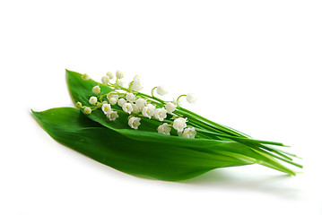 Image showing Lily-of-the-valley on white