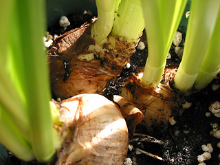 Image showing Flower bulbs