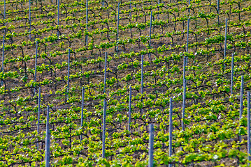 Image showing Vineyard in italian countryside