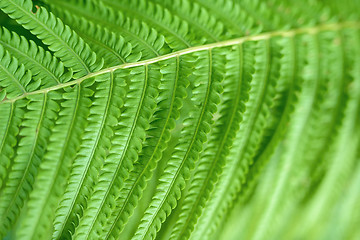 Image showing Macro shot of fern leaf