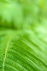 Image showing Macro shot of fern leaf