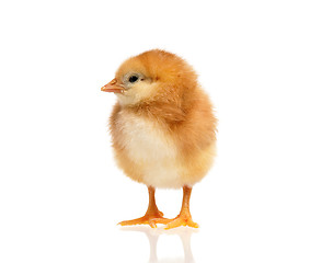 Image showing Cute little chicken