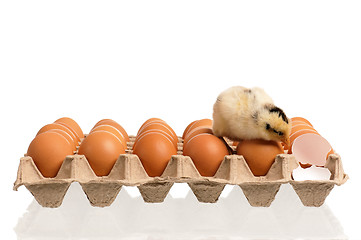 Image showing Newborn chick with eggs