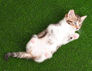 Image showing Cute kitten