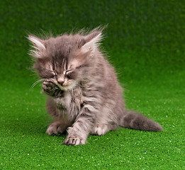 Image showing Cute gray kitten