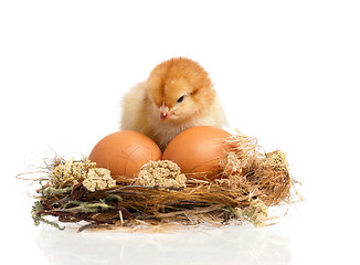 Image showing Little chicken in nest