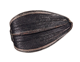 Image showing Sunflower seed isolated