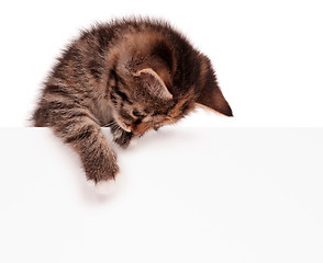 Image showing Cute kitten with blank