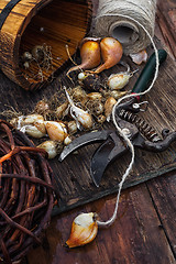 Image showing Bulbs plants autumn harvesting