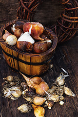 Image showing Bulbs plants autumn harvesting