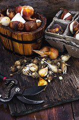 Image showing Bulbs plants autumn harvesting