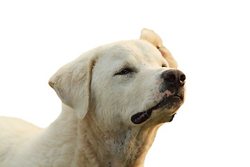 Image showing isolated portrait of white dog