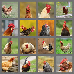 Image showing collection of images from the farm